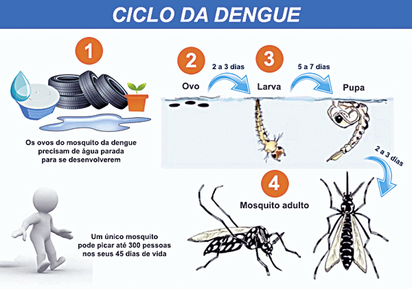 dengueciclo